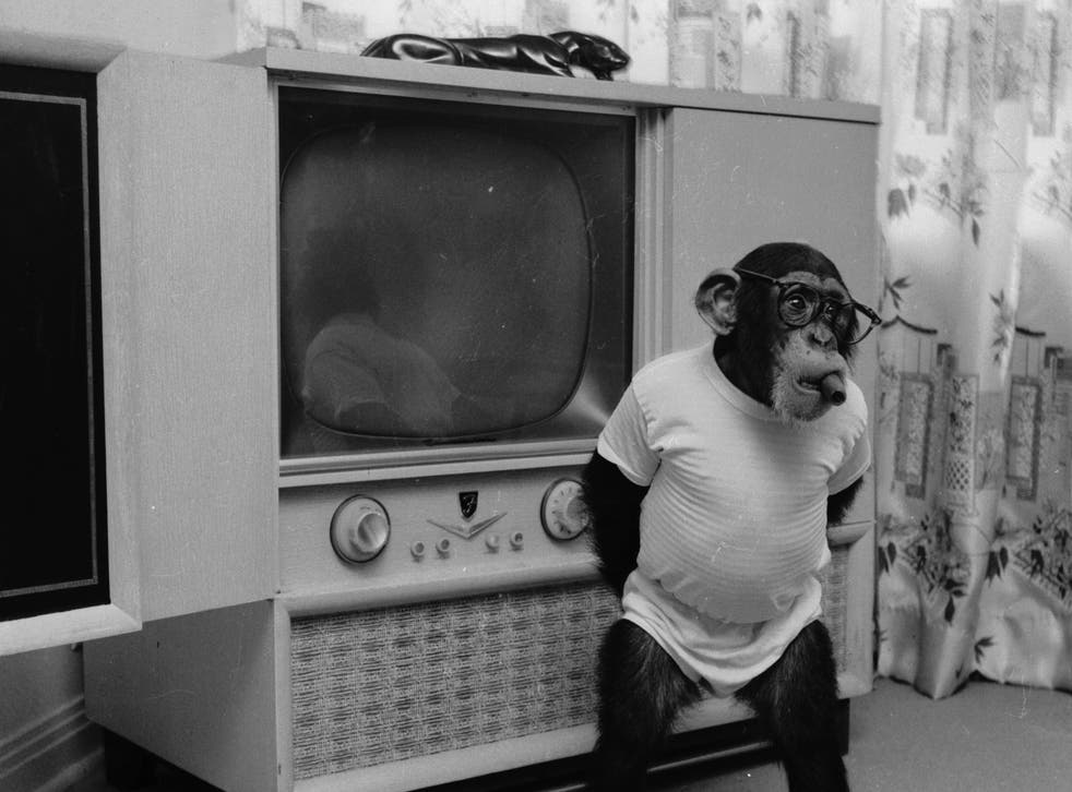 A Chimpanzee wearing human clothes and a cigar in its mouth, standing in front of a TV