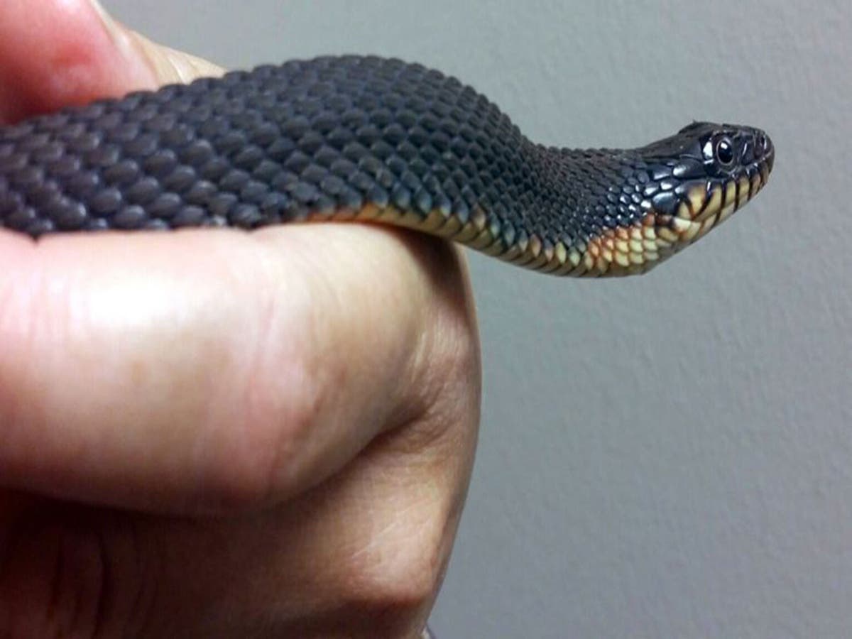 This snake is giving birth without having sex and no-one quite knows ...