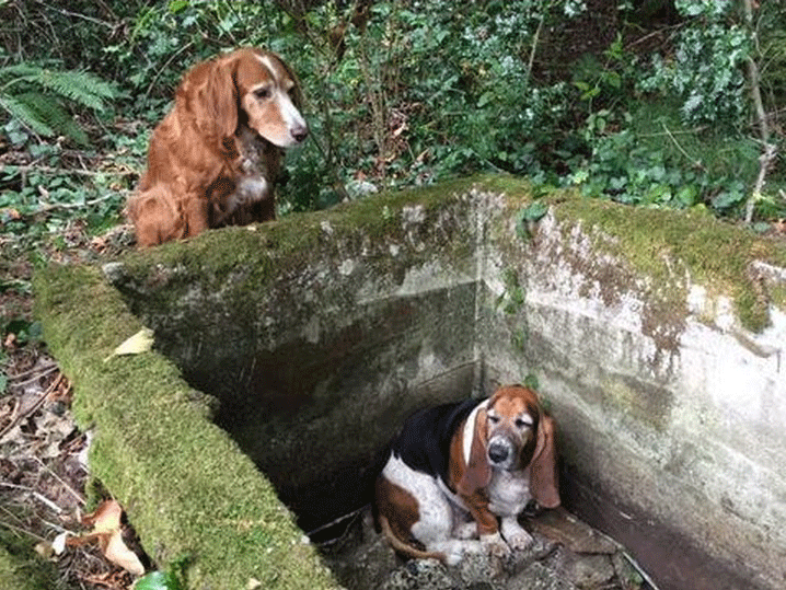 Dog stands guard over canine companion trapped in ravine - for an ...
