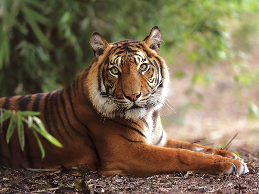 One of five Sumatran tigers at Hamilton Zoo, New Zealand where a zookeeper was mauled to death on 20 September 2015