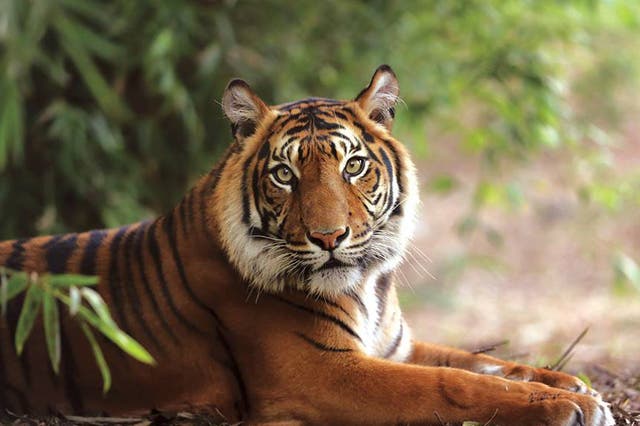 One of five Sumatran tigers at Hamilton Zoo, New Zealand where a zookeeper was mauled to death on 20 September 2015