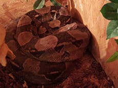 Cumbria snake hunt: Police search for eight foot boa constrictor after