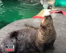 US aquarium trains otter to use inhaler after smoke from Seattle wildfires gives it asthma