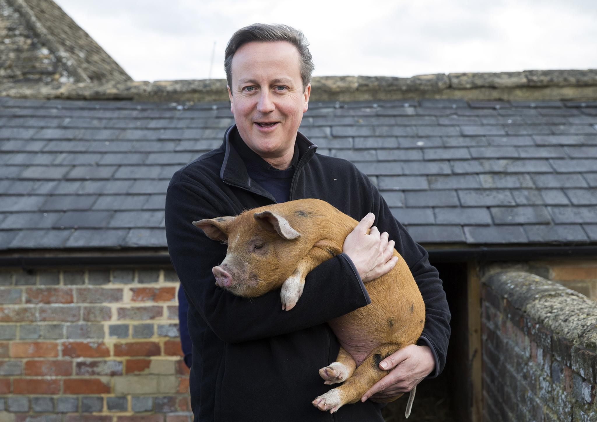David Cameron holds Florence the piglet, one of the two which he donated to Coggs Farm in 2014