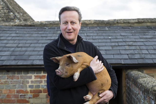 David Cameron holds Florence the piglet, one of the two which he donated to Coggs Farm in 2014