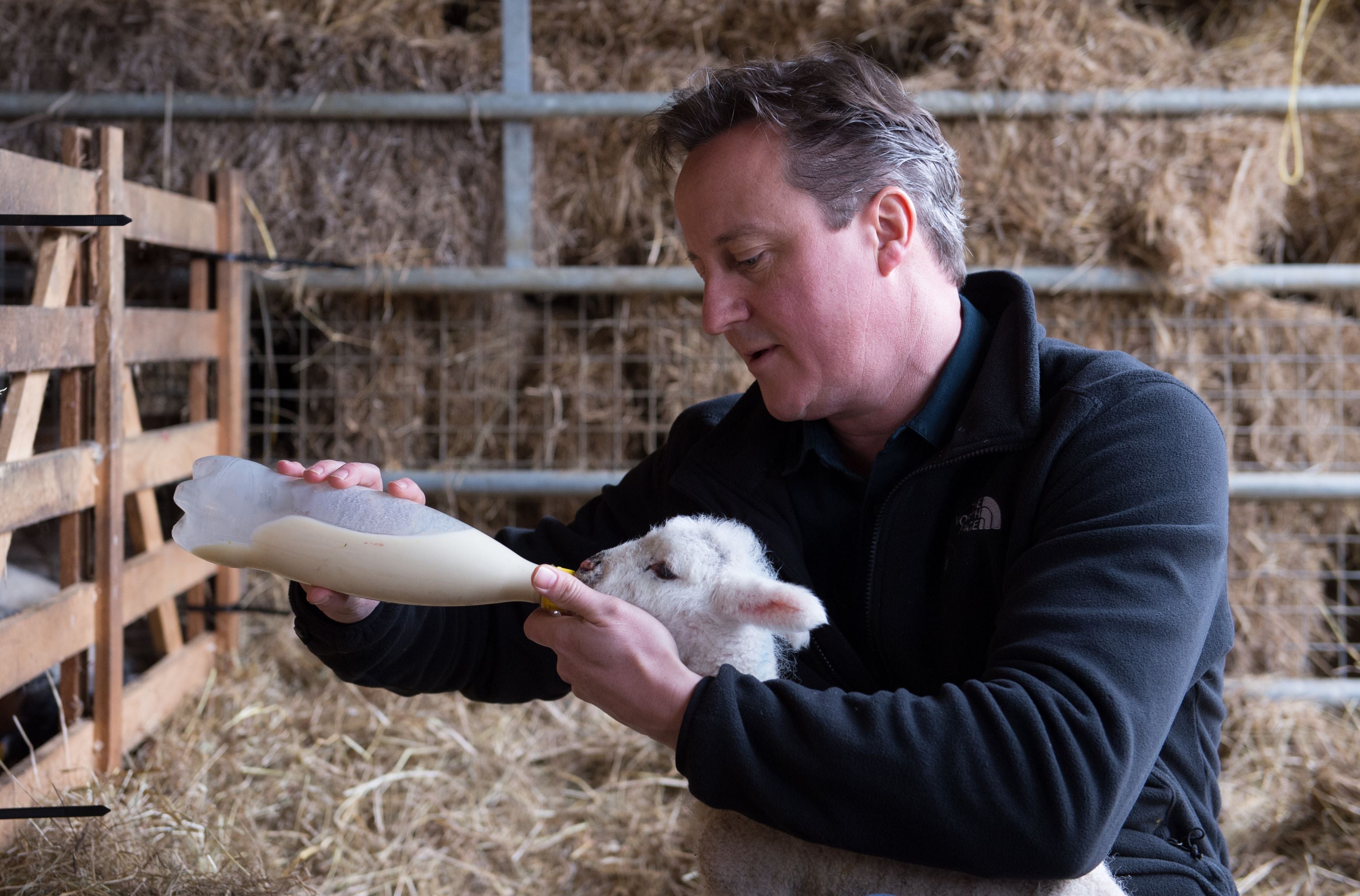 David Cameron milks a lamb during the election campaign (PA)