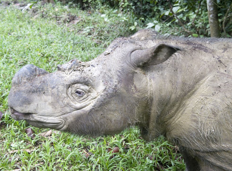 Sumatran rhinos are hunted for their two horns and are losing their habitat