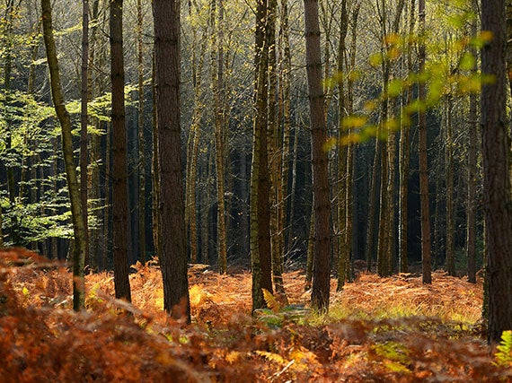 Autumn in the New Forest last year