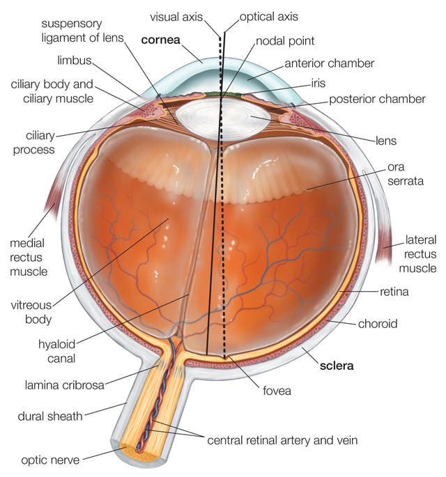 The science of vision: How do our eyes see? | The Independent | The ...