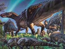 Researchers discover 'lost world' of arctic dinosaurs