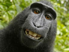 Peta says selfie monkey should get copyright for photo