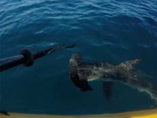 Man fights off hammerhead shark after it attacks his kayak