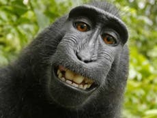 Monkey who took grinning selfie 'cannot own copyright', judge rules