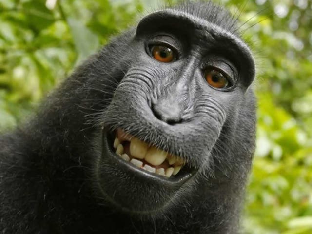 Animal rights activists have claimed that Naruto, a crested macaque monkey that famously took a selfie, should receive damages for copyright infringement