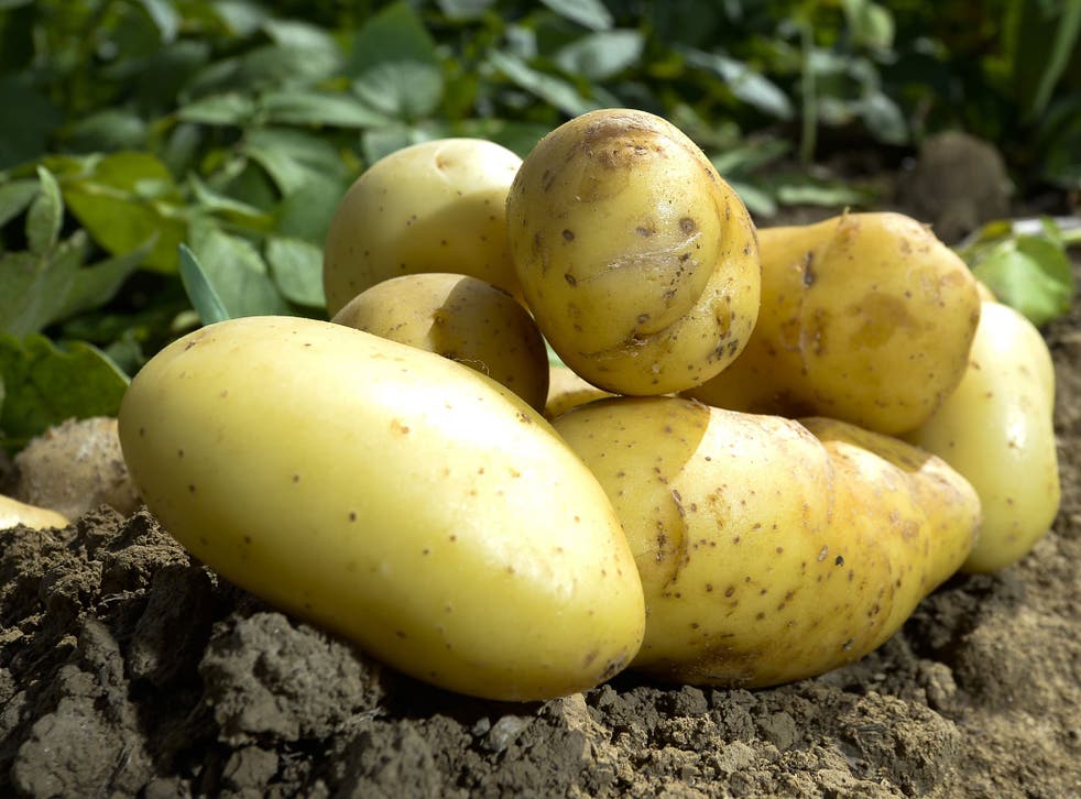 Potatoes have emerged as a potential vegetable that could make people gain weight, due to their high starch and low water content