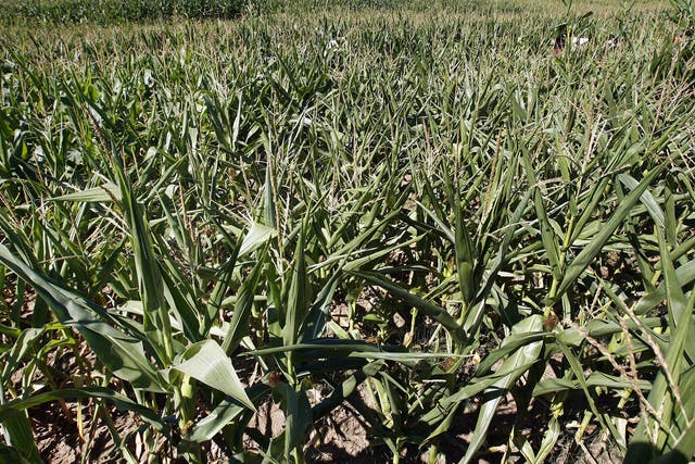 A genetically modified corn crop