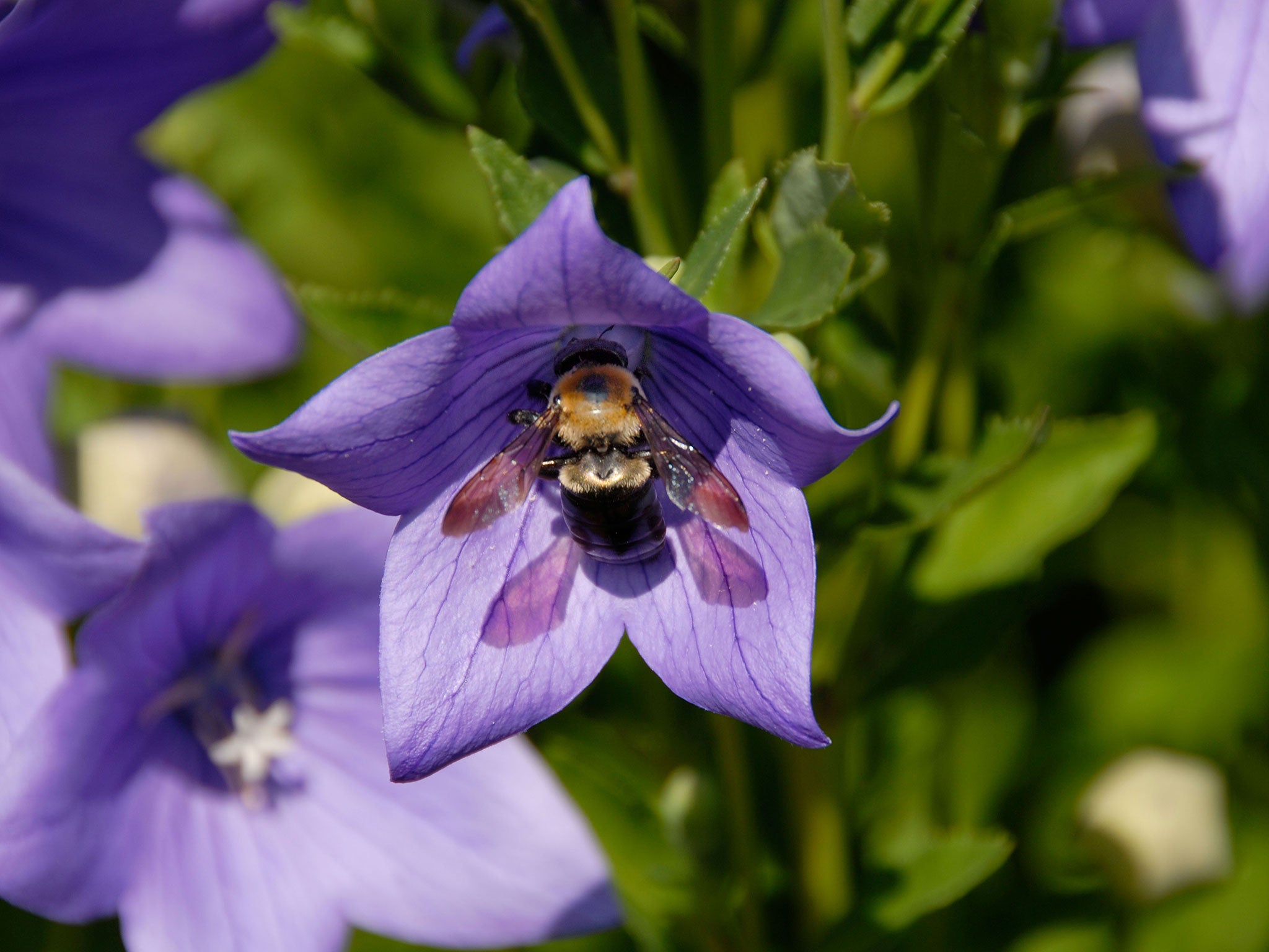 With warmer summers, flowers in the Rockies have become shallower and more suited to shorter-tongued bees