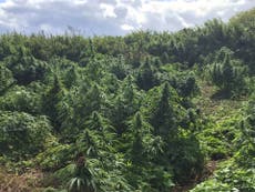 Cannabis forest discovered in wealthy suburb in middle of south London