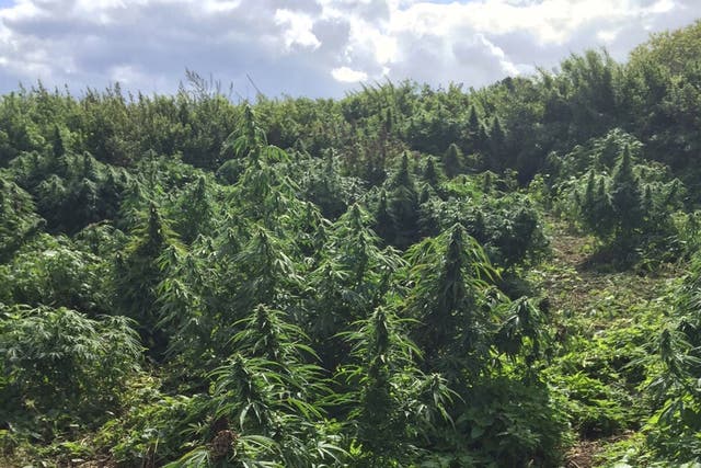 Kingston Police found a 'forest' of marijuana plants (Kingston Police)