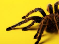 Read more

Airline evacuates entire flight after tarantula escapes from hold