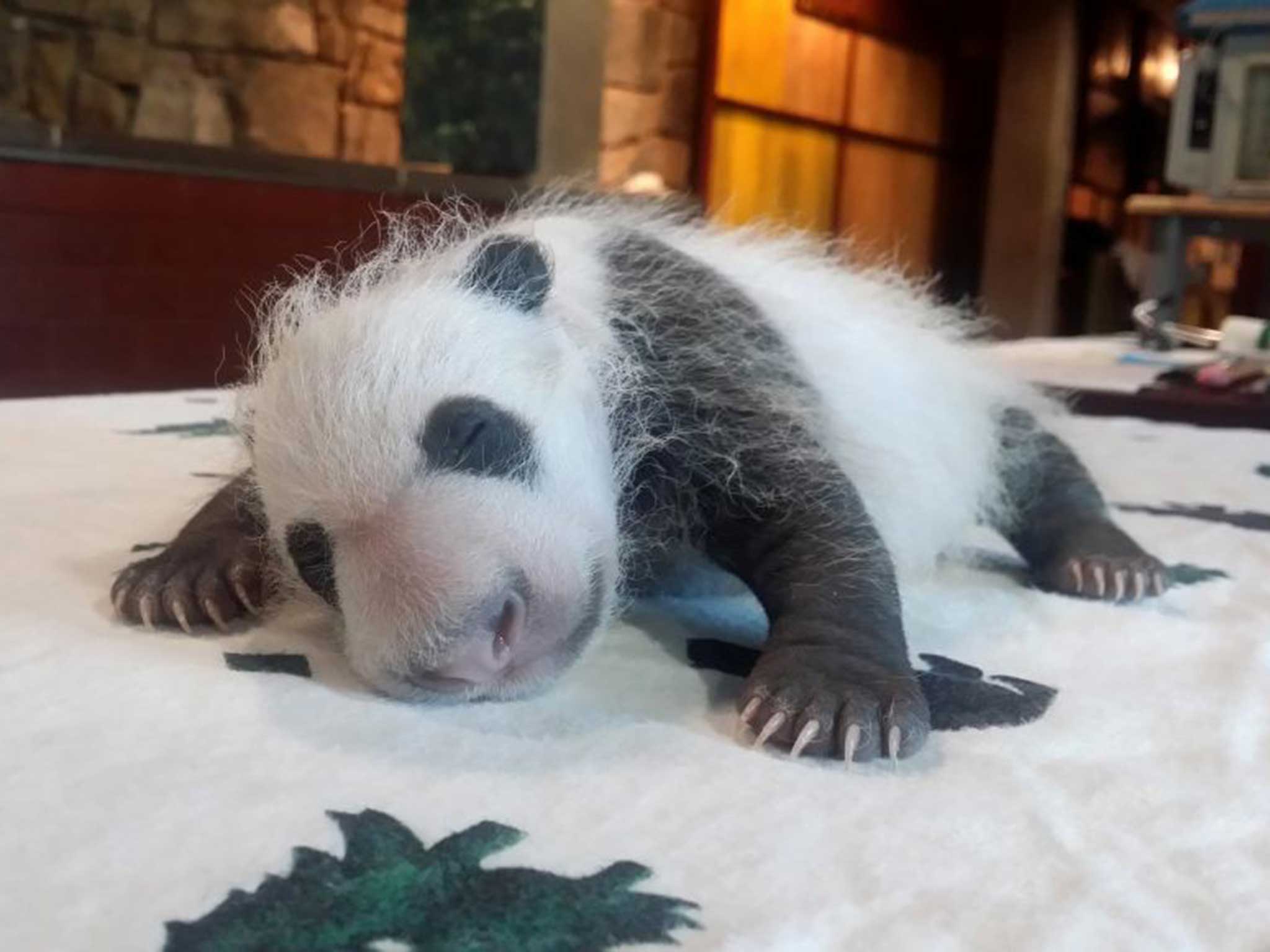 The panda has been named Bei Bei