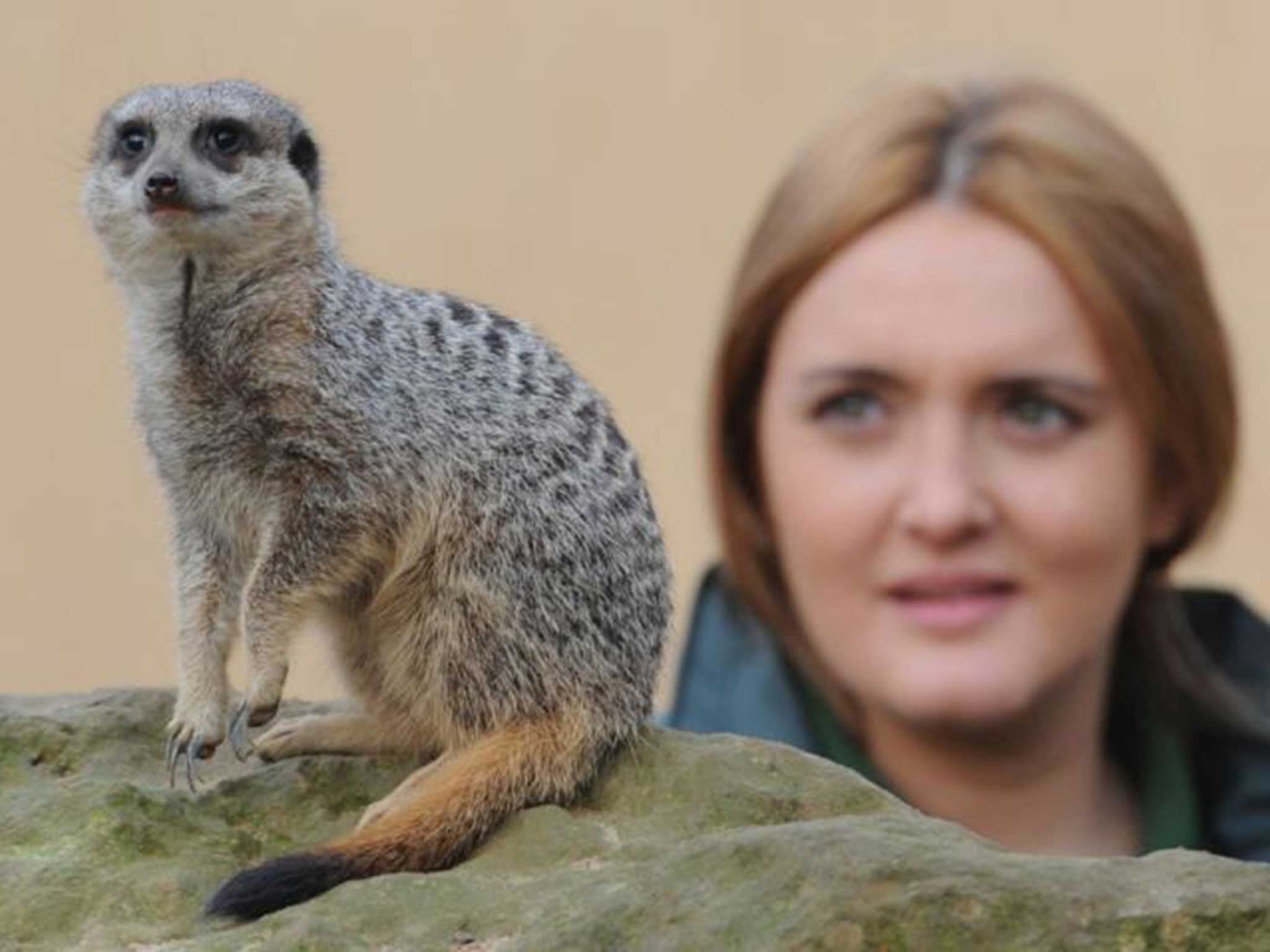 Westlake with one of London Zoo's meerkats