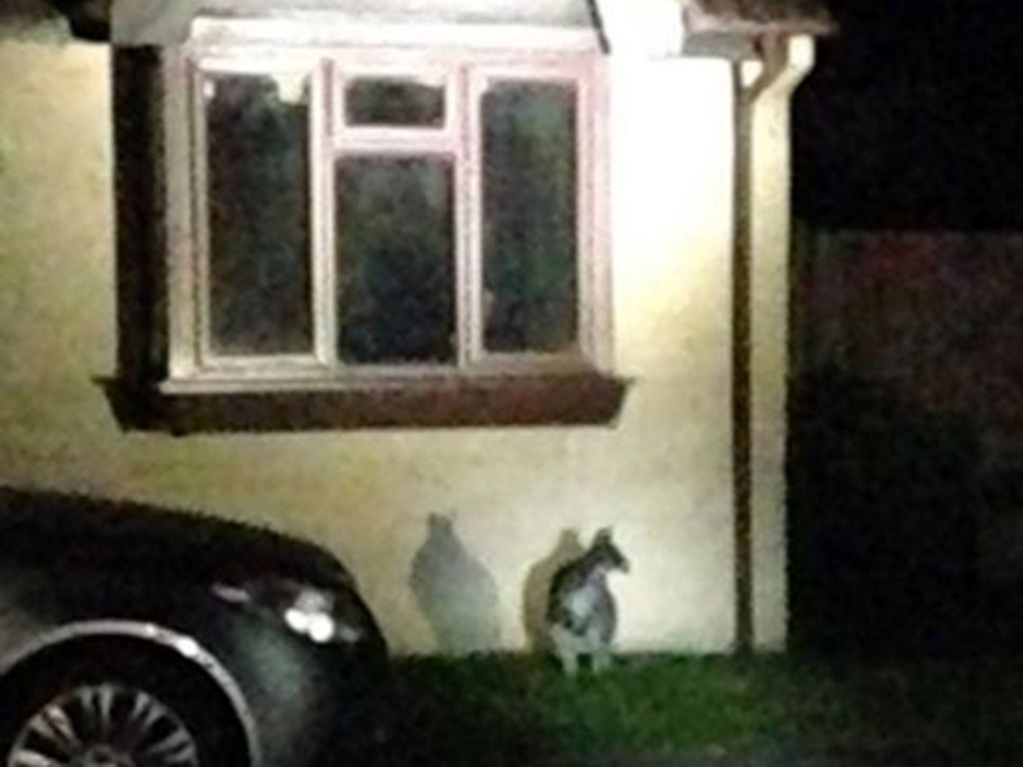 A picture of the wanted wallaby on the loose in Dursley, Gloucestershire, released by police