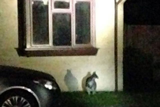 A picture of the wanted wallaby on the loose in Dursley, Gloucestershire, released by police