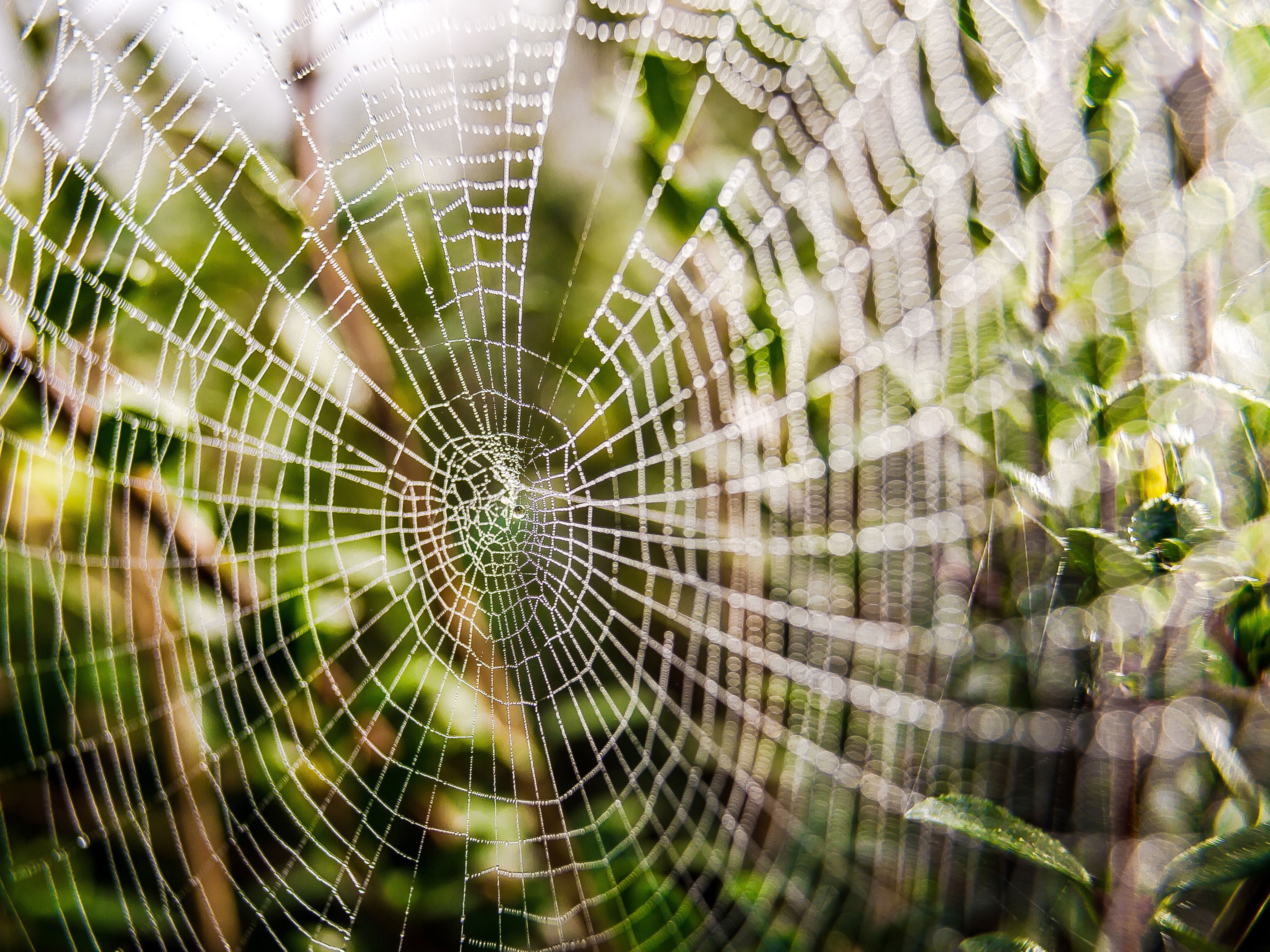 Listen to the music of a spider's web. Tell me what do you hear?