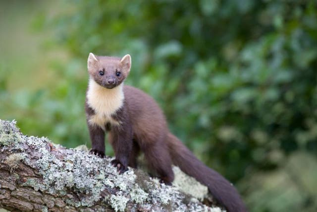 Pine martens, like the young female pictured, have been moved from Scotland to the forests of the Cambrian mountains
