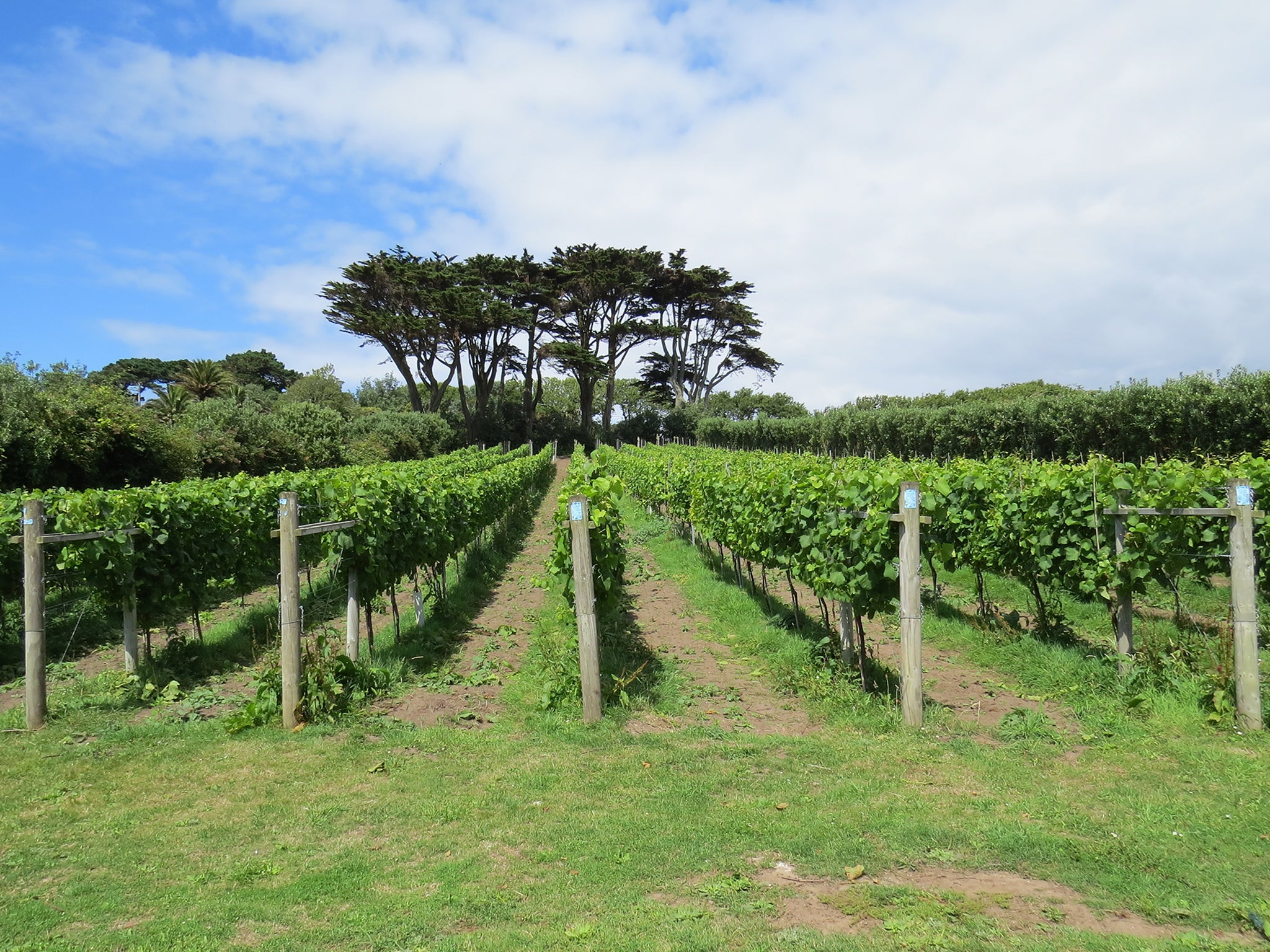 Holy Vale Vineyard