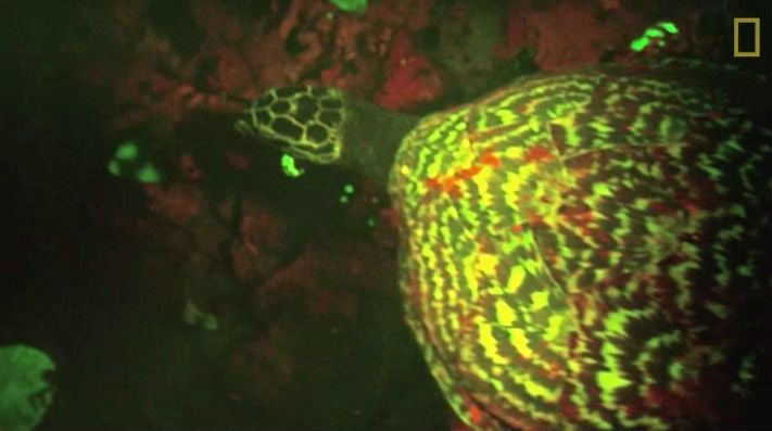 The turtle was discovered in the Solomon Islands