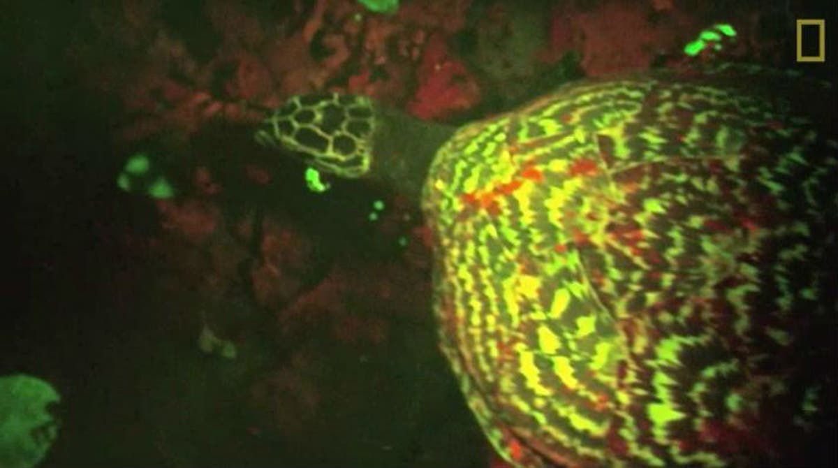 Green Sea Turtle (Young Zoologist) - Neon Squid