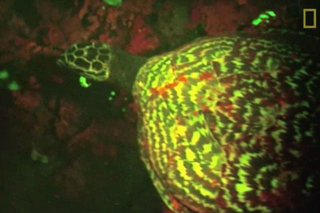 The turtle was discovered in the Solomon Islands