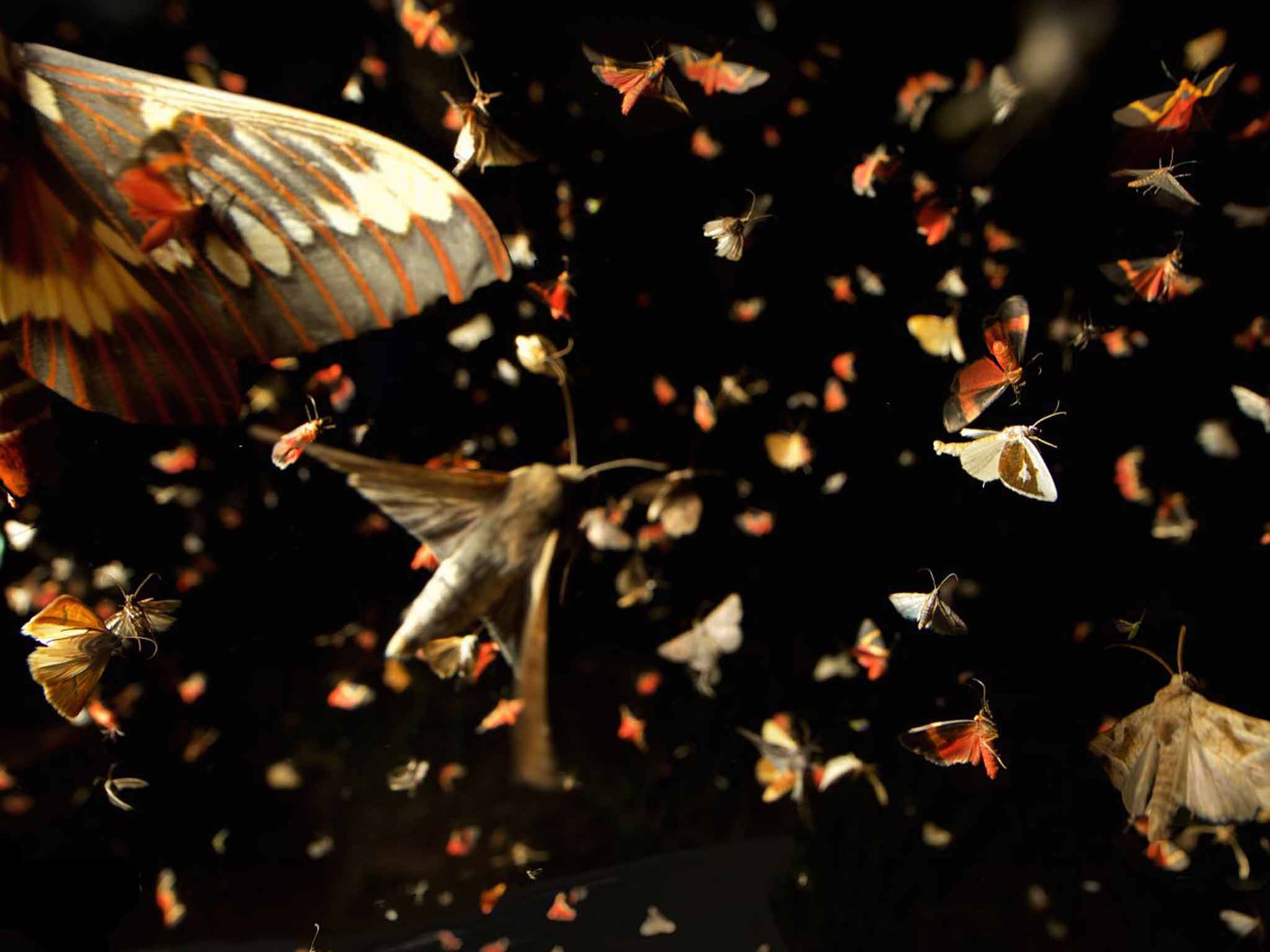 Image result for ghost moths dancing