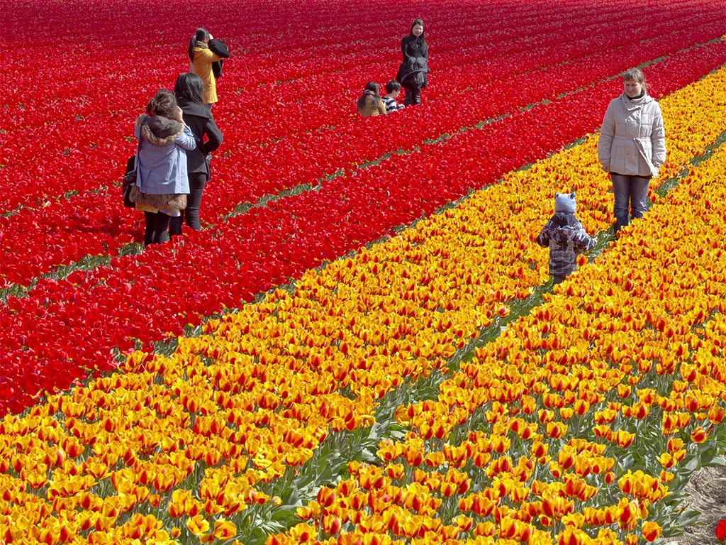 Drugs were found in a lorry full of tulips from the Netherlands. File photo
