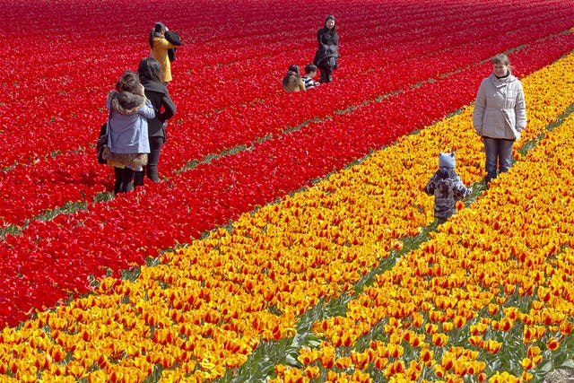 Drugs were found in a lorry full of tulips from the Netherlands. File photo