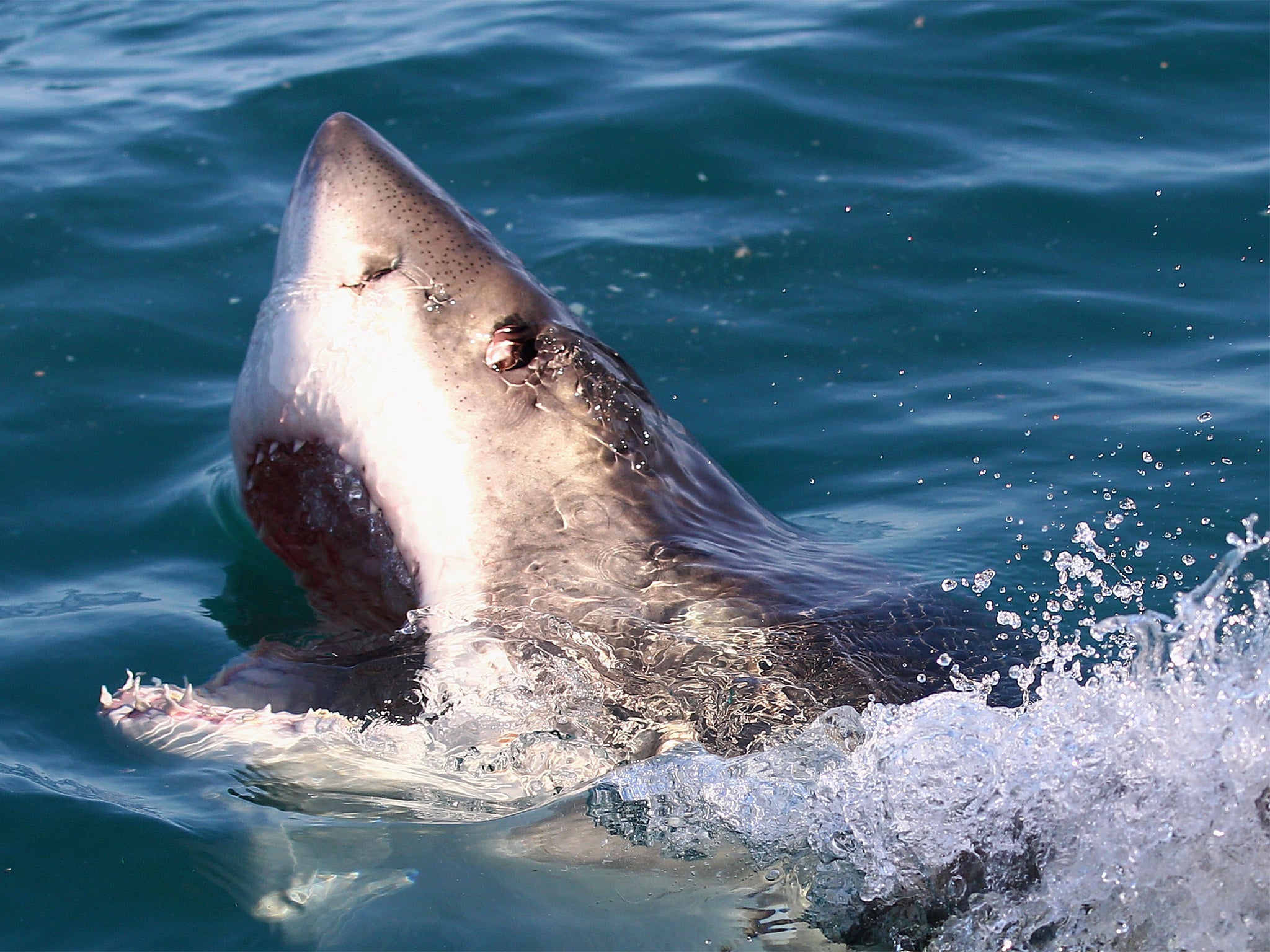 File image of a shark