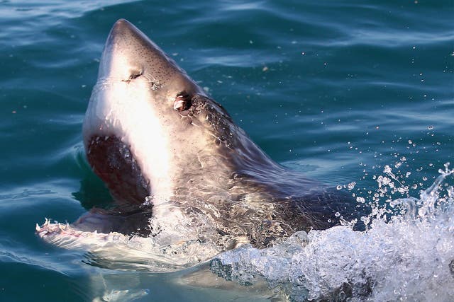 File image of a shark