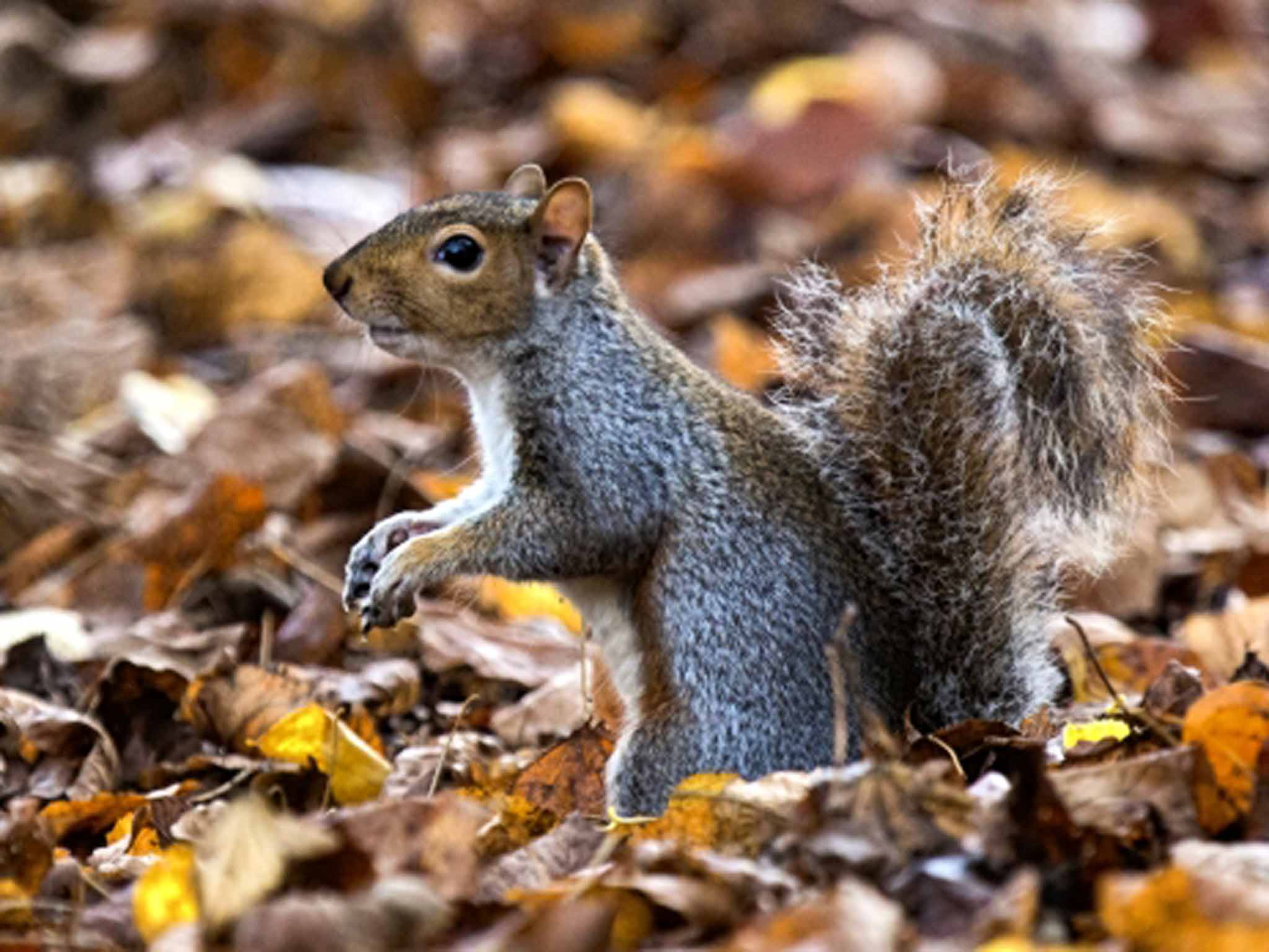 In hiding: early hibernation has caused a squirrel shortage