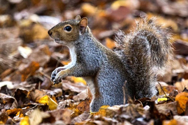 In hiding: early hibernation has caused a squirrel shortage