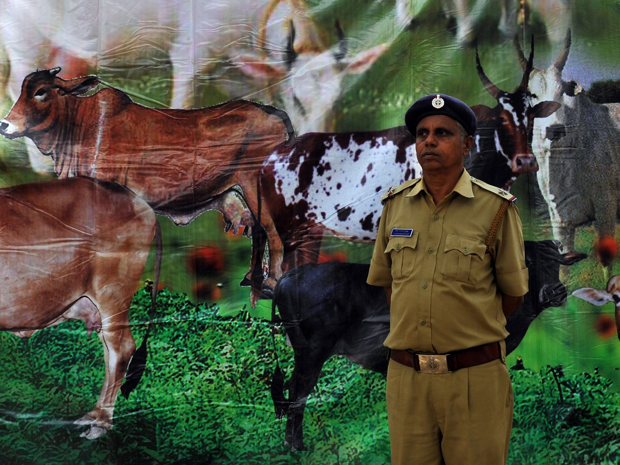 An Indian policeman stands in front of a poster depicting cows as Hindus demonstrated in support of the cow slaughter ban bill passed in the Karnataka state Legislative Assembly in Bangalore on July 20, 2010.