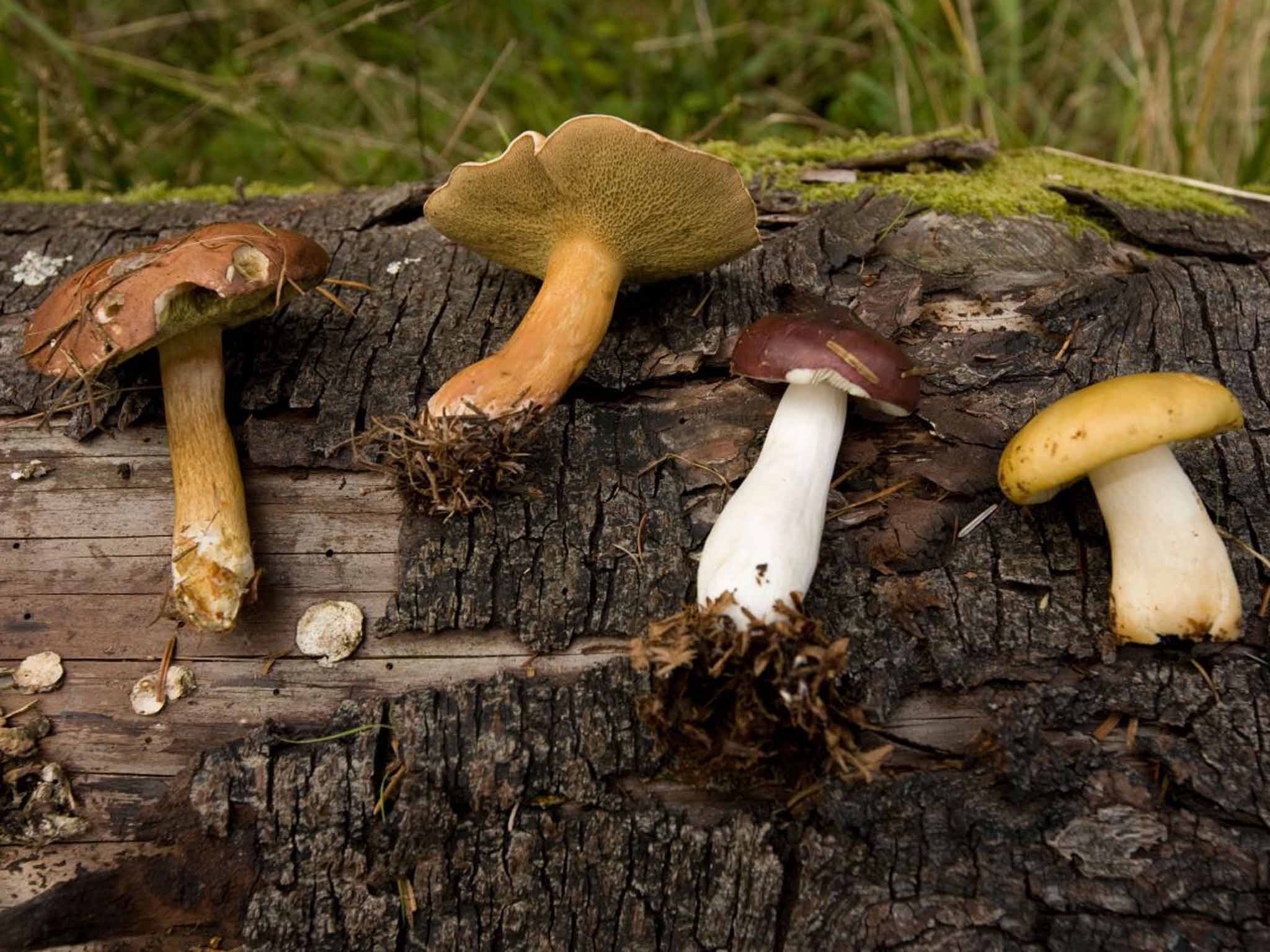 Forest flavours: fungi identification