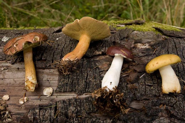 Forest flavours: fungi identification