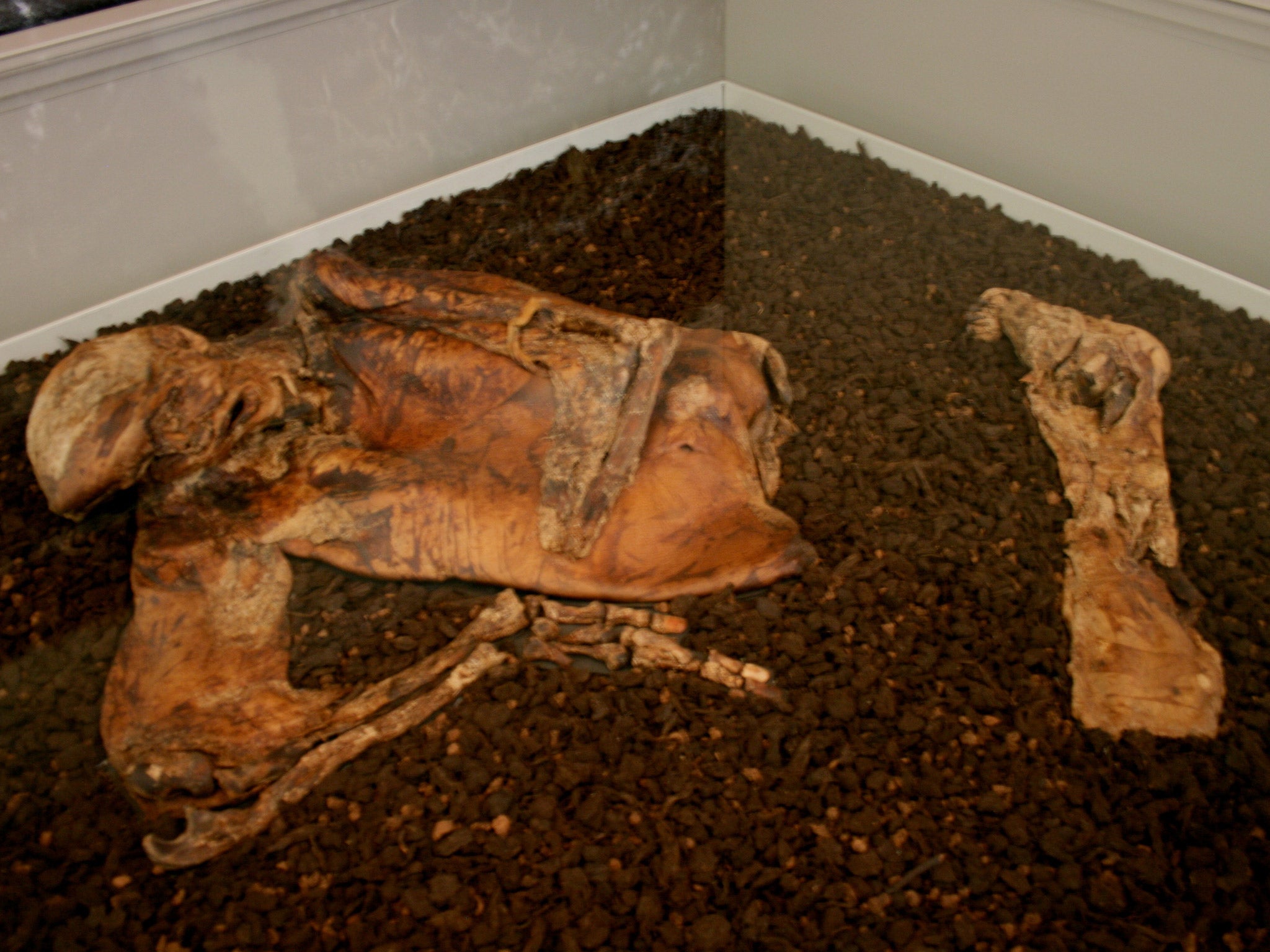 The preserved remains of a man discovered in a peat bog at Lindow Moss in Cheshire in 1984, on display at the British Museum (Mike Peel)