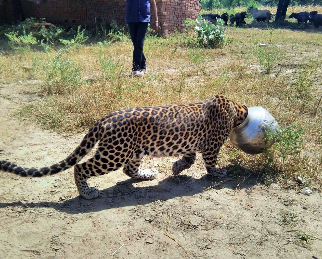 The leopard is believed to have accidentally got stuck when attempting to drink the water inside the pot