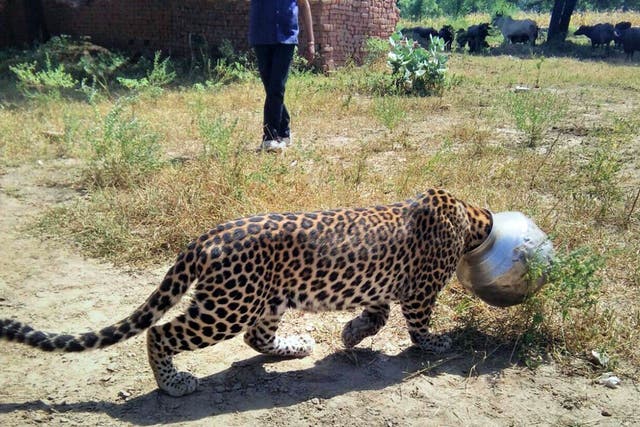 The leopard is believed to have accidentally got stuck when attempting to drink the water inside the pot