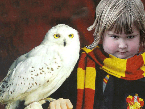 Harry Potter was also a big owl fan