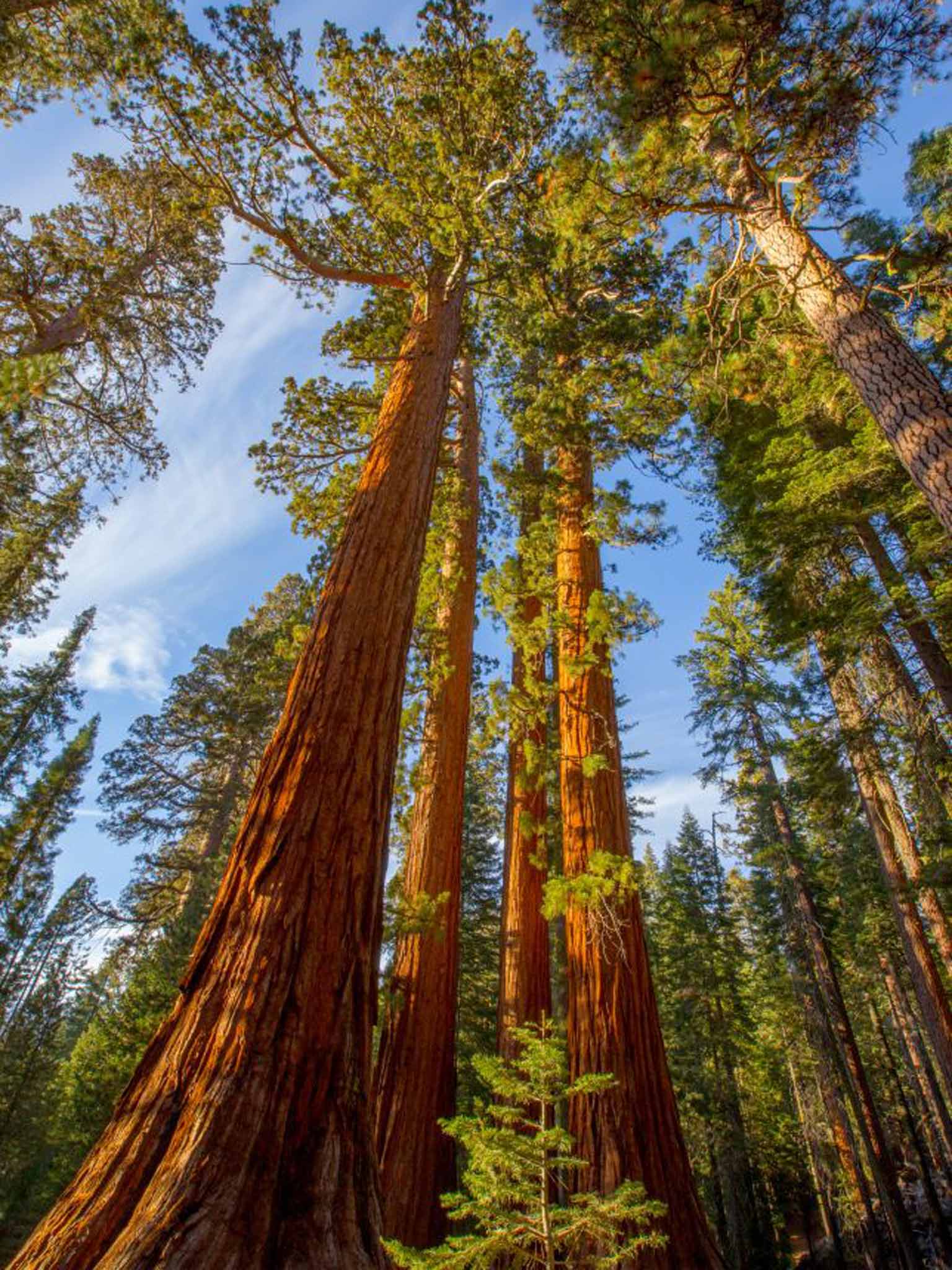 Sequoias
