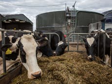 'Mad cow disease' identified in dead cow in Wales
